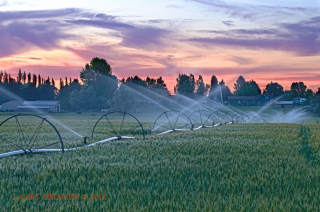 Watering the Grain