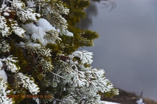 Frost in the Fog